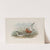 Ancylocheilus subarquata. Curlew Sandpiper. (1862-1873) by John Gould