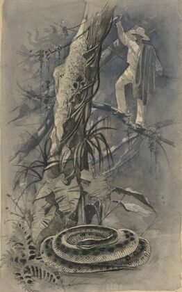 And Then I Saw Him Coiled All in a Heap (‘The Capture of a Great Serpent’ in St.Â Nicholas)
