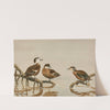 Andaman Teal, Hottentot Teal (1922-1926) by Allan Brooks