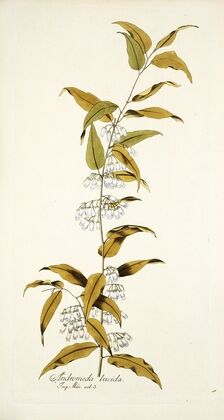 Andromeda lucida