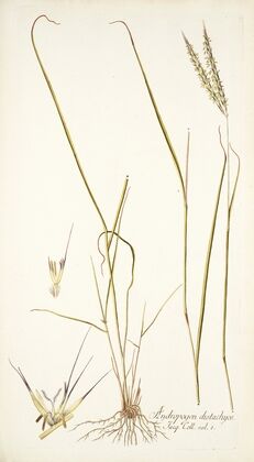 Andropogon distachyos
