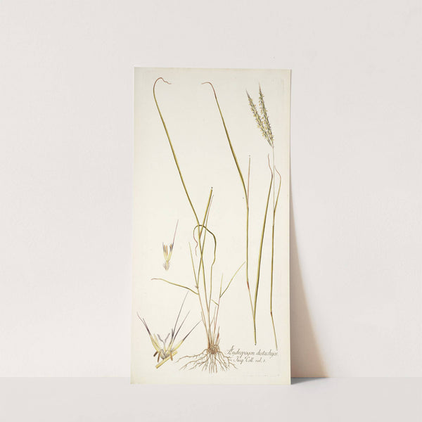 Andropogon distachyos by Nikolaus Joseph Freiherr von Jacquin