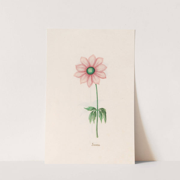 Anemone (1692) by Magdelena Rosina Funck