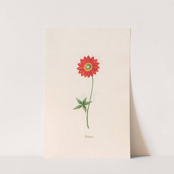 Anemone (1692) by Magdelena Rosina Funck