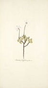 Anemone fragifera