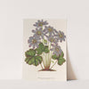 Anemone (Hepatica) angulosa by Charles Antoine Lemaire