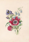 Anemone,Harebell,Spiderwort