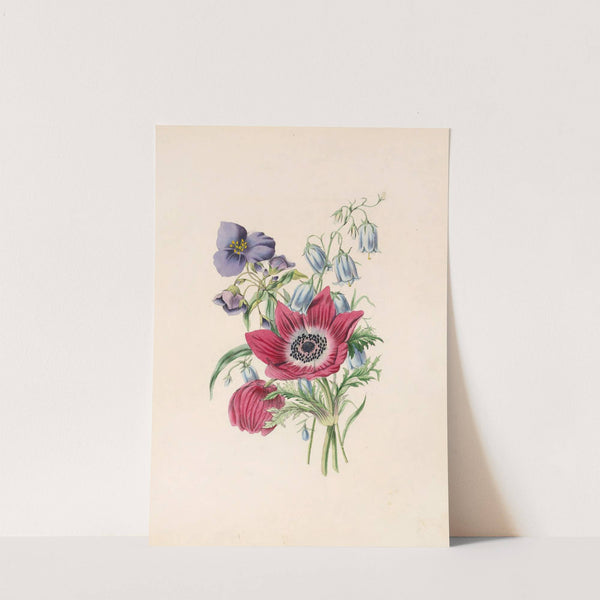 Anemone,Harebell,Spiderwort by James Ackerman