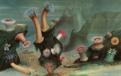 Anémones de mer