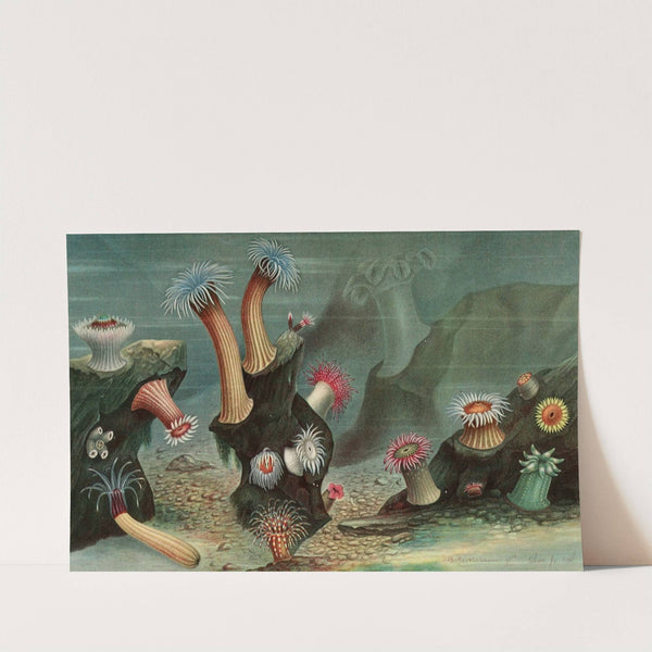 Anémones de mer (1866) by Alfred Frédol