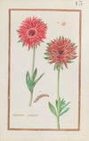 Anemones doubles (1624)