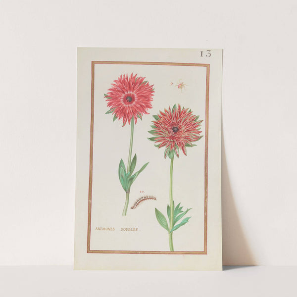 Anemones doubles (1624) by Daniel Rabel