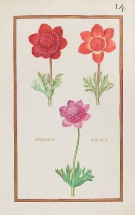Anemones doubles (1624)