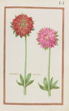 Anemones doubles (1624)