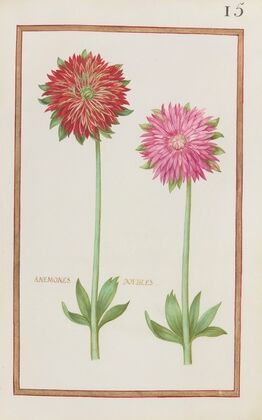 Anemones doubles (1624)