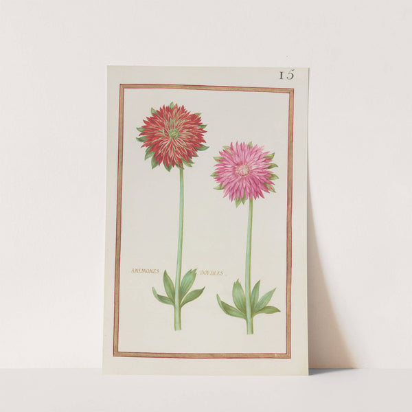 Anemones doubles (1624) by Daniel Rabel