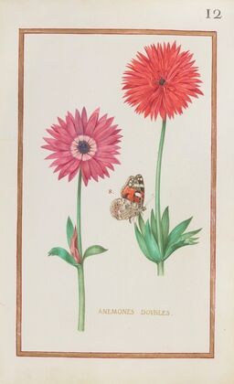Anemones doubles (1624)
