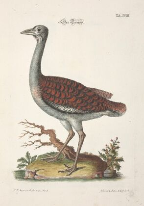 Angenehmer und nützlicher Zeit-Vertreib Pl.018 (1748)