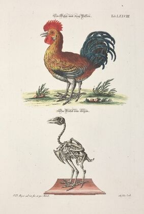 Angenehmer und nützlicher Zeit-Vertreib Pl.078 (1748)