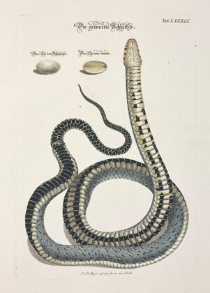 Angenehmer und nützlicher Zeit-Vertreib Pl.089 (1748)