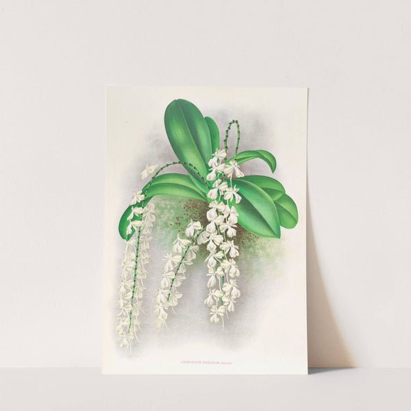 Angraecum citratum by Jean Jules Linden