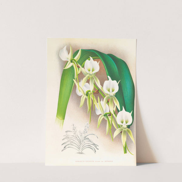 Angraecum eburneum var superbum by Jean Jules Linden