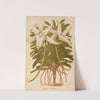 Angraecum Sesquipedale (1893) by George Nicholson