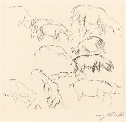 Animal Studies (Verschiedene Tierstudien)