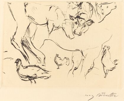 Animal Studies (Verschiedene Tierstudien)