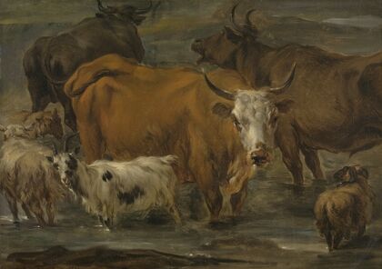 Animal Study