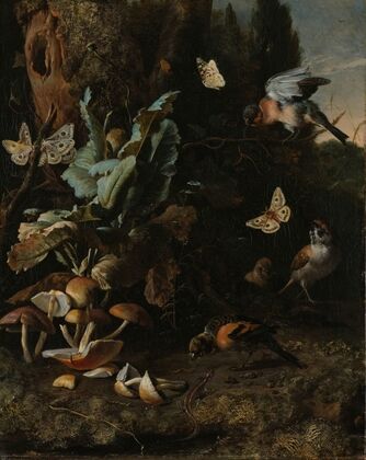 Animals and Plants