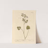 Anise by Elizabeth Blackwell