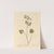 Anise by Elizabeth Blackwell