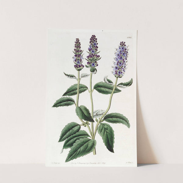 Anise-scented Lophanthus by Sydenham Edwards