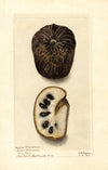 Annona cherimola