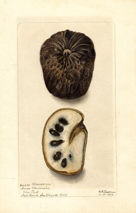 Annona cherimola