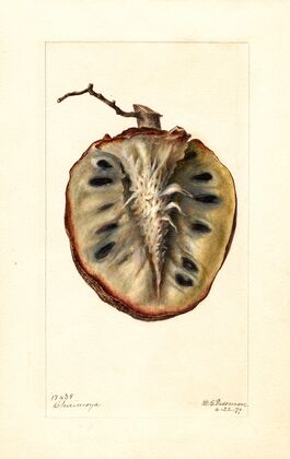 Annona cherimola