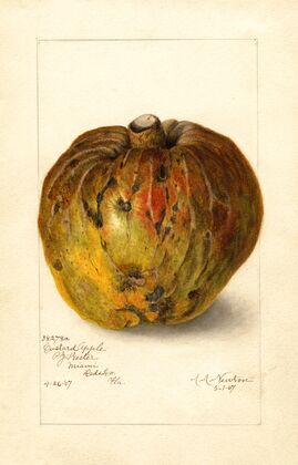 Annona reticulata