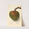 Annona reticulata by Ellen Isham Schutt
