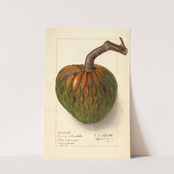Annona reticulata by Ellen Isham Schutt