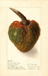 Annona reticulata