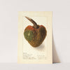 Annona reticulata by Ellen Isham Schutt