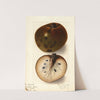 Annona reticulata by Ellen Isham Schutt