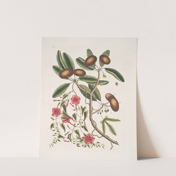 Anona foliis Laurinis, The Sappadillo-Tree; Convolvulus foliis variis &amp;c. by Mark Catesby