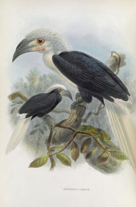 Anorrhinus comatus