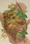 Anorthura troglodytes