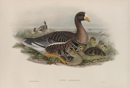 Anser albifrons (1862-1873)