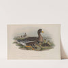 Anser albifrons (1862-1873) by John Gould