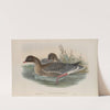 Anser brachyrhynchus (1862-1873) by John Gould