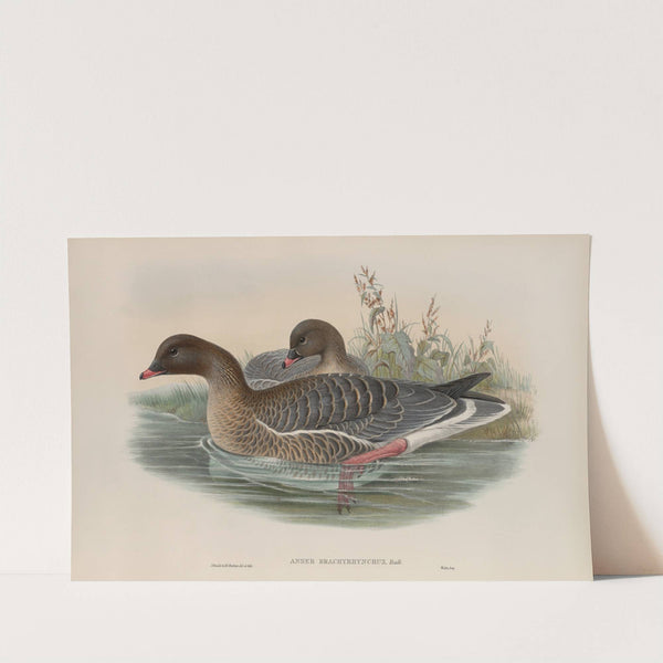 Anser brachyrhynchus (1862-1873) by John Gould